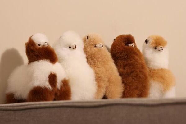 「幸せを運ぶアルパカ」が新生活を応援！天然毛使用の“ぬいぐるみ”などが25％OFFになるキャンペーンを開始