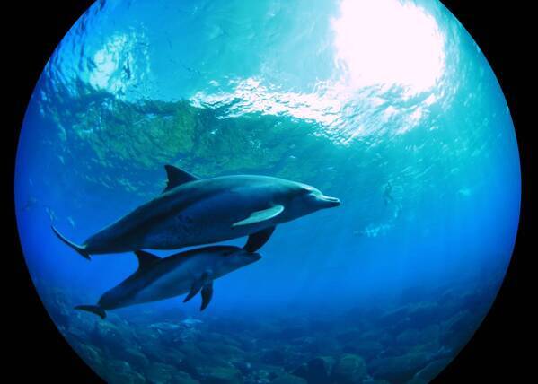 LEDドームで世界の星空と、地球の美しさを探す旅『水の惑星　-星の旅シリーズ-』LEDドーム用リマスター版2024年4月26日(金)～プラネタリアYOKOHAMA、満天NAGOYAで上映決定！