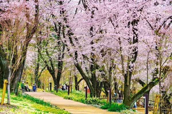 東京・町田市で「2024町田さくらまつりウィーク」を2024年3月16日(土)から3月31日(日)まで開催　地域のさくらとイベントをぐるっと散策しよう！