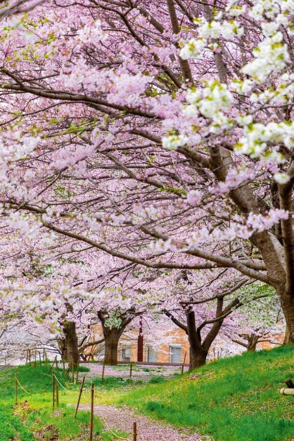 東京・町田市で「2024町田さくらまつりウィーク」を2024年3月16日(土)から3月31日(日)まで開催　地域のさくらとイベントをぐるっと散策しよう！