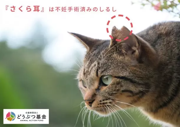 3月22日(金)“さくらねこの日”に『マグネット桜猫』を発売！さくらねこ(C)活動応援として売上の一部をどうぶつ基金へ寄付