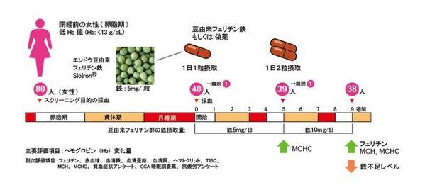 豆由来フェリチン鉄で隠れ貧血にも期待！！関西福祉科学大学と順天堂大学の研究グループが豆由来フェリチン鉄による月経後の鉄不足状態からの回復効果を臨床研究で証明、ヘモグロビン値に限らず血中フェリチンも回復