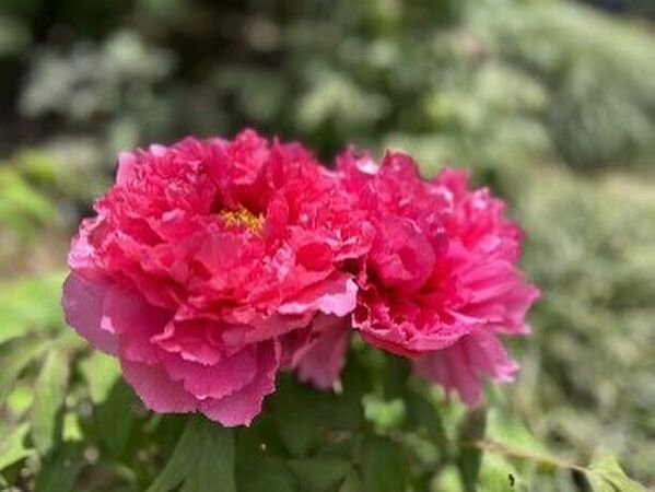 開園35周年を迎える「つくば牡丹園」「PEONY GARDEN 2024」4月6日(土)～5月19日(日)今年も、44日間のみの開園が決定