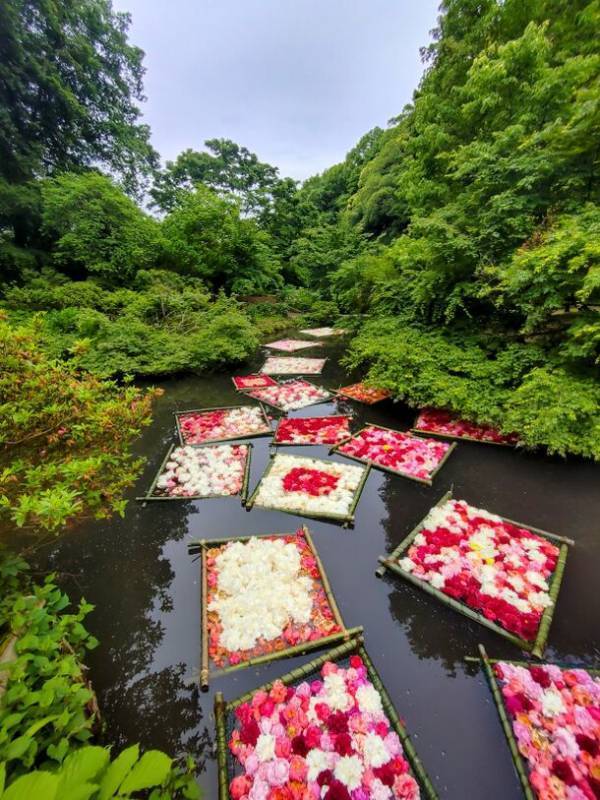 開園35周年を迎える「つくば牡丹園」「PEONY GARDEN 2024」4月6日(土)～5月19日(日)今年も、44日間のみの開園が決定