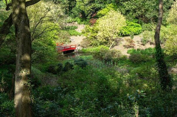 開園35周年を迎える「つくば牡丹園」「PEONY GARDEN 2024」4月6日(土)～5月19日(日)今年も、44日間のみの開園が決定