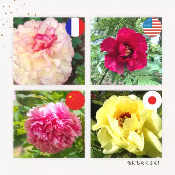 開園35周年を迎える「つくば牡丹園」「PEONY GARDEN 2024」4月6日(土)～5月19日(日)今年も、44日間のみの開園が決定