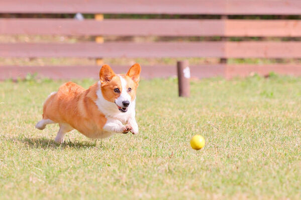 日光でワンちゃんとお花見ができるドッグラン付きグランピング！お花見＆バーベキューが楽しめる新プランを3月19日より販売