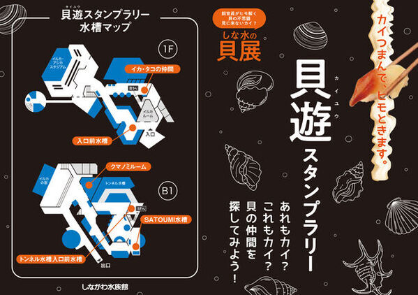 “貝の秘密を見に来ないカイ？”しながわ水族館の春の特別展「カイつまんで、ヒモときます。～しな水の貝展～」を開催