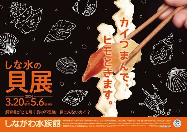 “貝の秘密を見に来ないカイ？”しながわ水族館の春の特別展「カイつまんで、ヒモときます。～しな水の貝展～」を開催