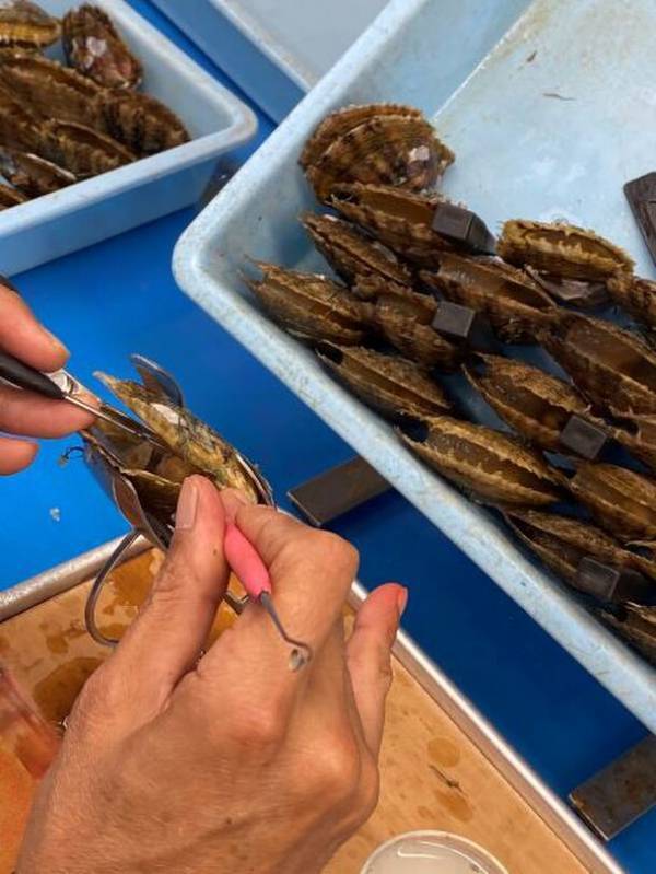 “貝の秘密を見に来ないカイ？”しながわ水族館の春の特別展「カイつまんで、ヒモときます。～しな水の貝展～」を開催