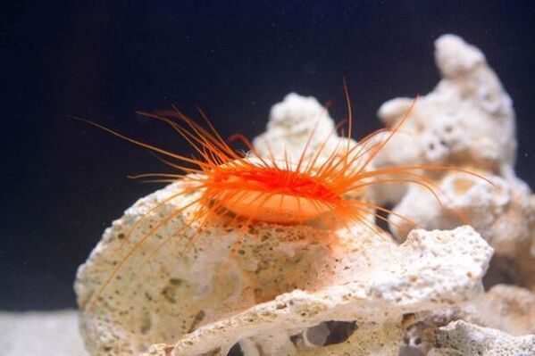 “貝の秘密を見に来ないカイ？”しながわ水族館の春の特別展「カイつまんで、ヒモときます。～しな水の貝展～」を開催