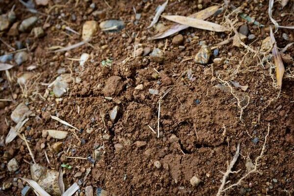 「長岡京のたけのこフェア」を3月23日～5月6日開催！食べて、買って、Webアンケートに答えて抽選で10名様にたけのこグルメをプレゼント