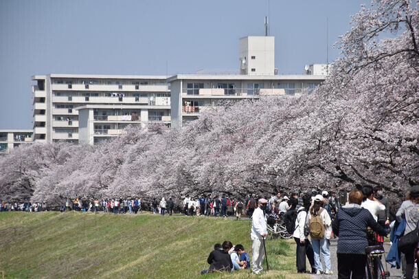 福生市にて「第41回ふっさ桜まつり」が3月23日(土)から開催！5年ぶりとなる夜間の桜のライトアップも実施
