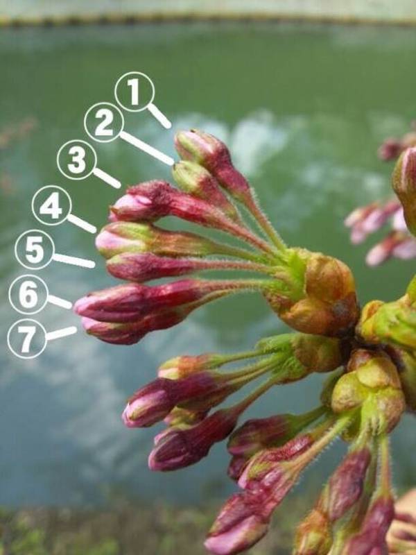 「弘前さくらまつり」2024年4月19日～5月5日開催　弘前桜物語 ～七にまつわる桜の物語～