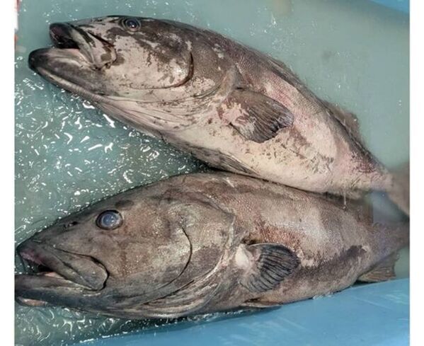 〈期間限定！今が旬！〉深海の高級魚“アブラボウズ”を贅沢に召し上がれる丼と定食の数々を「とと丸食堂」小田原・平塚の2店舗で期間限定販売！