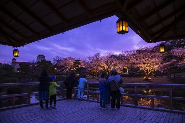 神戸「しあわせの村」、幻想的な夜桜のライトアップを開催　水面に映る桜の美、特別夜間開園で非日常の景色を体験