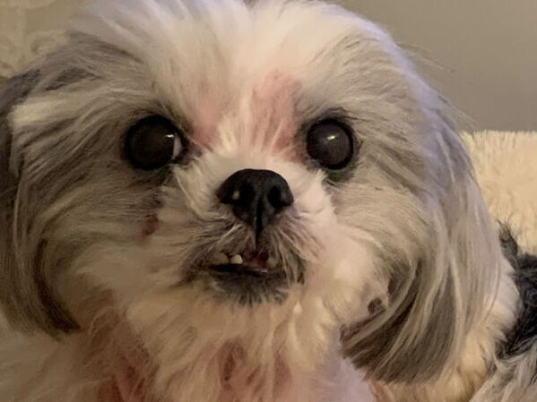 林技研、犬猫兼用「腎臓と健康に挑戦するサプリメント」の研究において短期間で明確な治験結果を得ることに成功　2024年夏の販売を目標に準備を開始