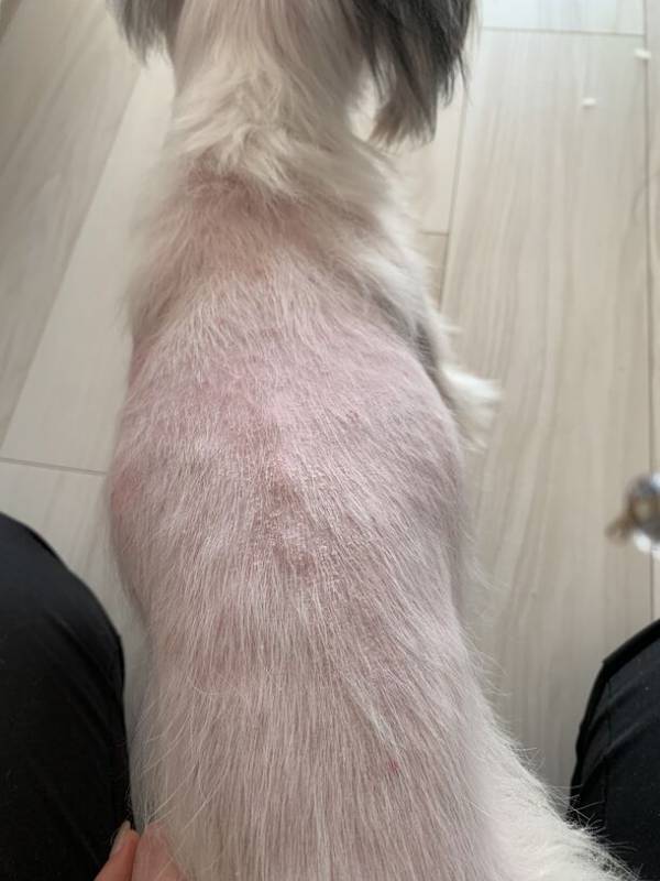 林技研、犬猫兼用「腎臓と健康に挑戦するサプリメント」の研究において短期間で明確な治験結果を得ることに成功　2024年夏の販売を目標に準備を開始