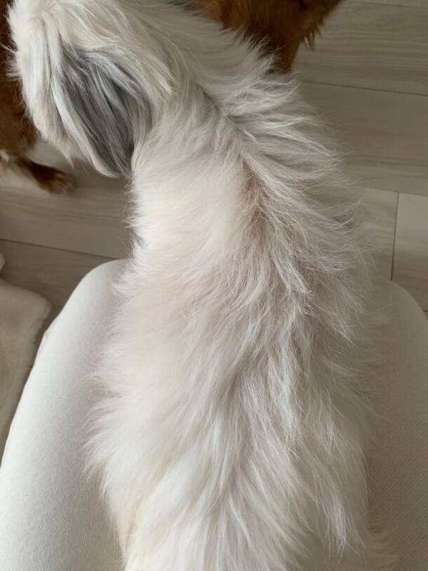 林技研、犬猫兼用「腎臓と健康に挑戦するサプリメント」の研究において短期間で明確な治験結果を得ることに成功　2024年夏の販売を目標に準備を開始