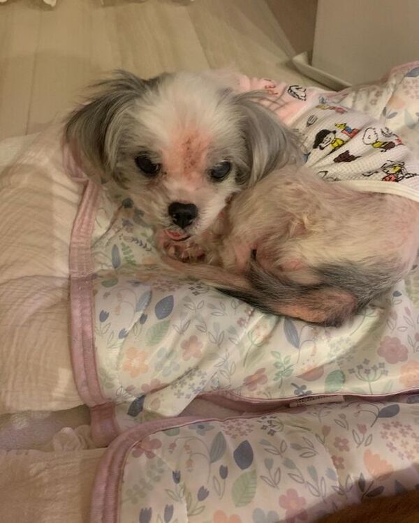 林技研、犬猫兼用「腎臓と健康に挑戦するサプリメント」の研究において短期間で明確な治験結果を得ることに成功　2024年夏の販売を目標に準備を開始