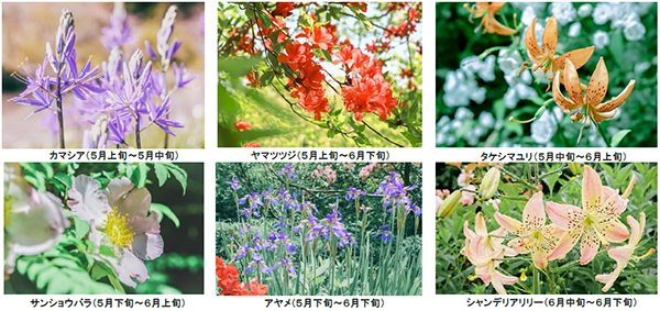 ROKKO森の音ミュージアムSIKIガーデンEarly Summer Seasonツツジ、オオデマリなどに彩られた初夏のガーデン2024年5月7日（火）～6月21日（金）