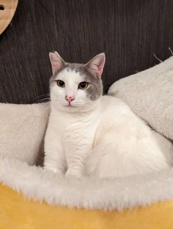 群馬県高崎市にある唯一の譲渡型保護猫カフェ「ととのう猫カフェバーニャ」　猫ファーストを維持しつつ、小学生の入店を開始