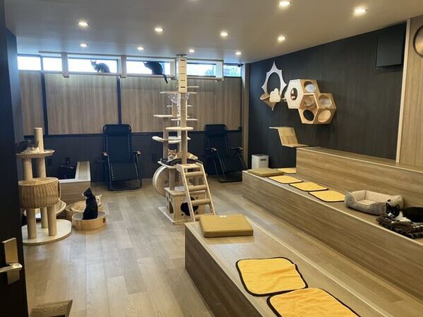 群馬県高崎市にある唯一の譲渡型保護猫カフェ「ととのう猫カフェバーニャ」　猫ファーストを維持しつつ、小学生の入店を開始