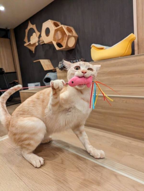 群馬県高崎市にある唯一の譲渡型保護猫カフェ「ととのう猫カフェバーニャ」　猫ファーストを維持しつつ、小学生の入店を開始