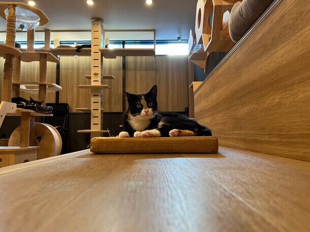 群馬県高崎市にある唯一の譲渡型保護猫カフェ「ととのう猫カフェバーニャ」　猫ファーストを維持しつつ、小学生の入店を開始