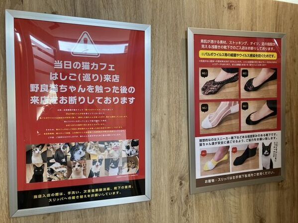 群馬県高崎市にある唯一の譲渡型保護猫カフェ「ととのう猫カフェバーニャ」　猫ファーストを維持しつつ、小学生の入店を開始