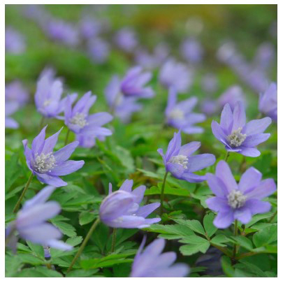 六甲高山植物園～春を告げる純白の花～「ミズバショウ」の群落が見頃です！