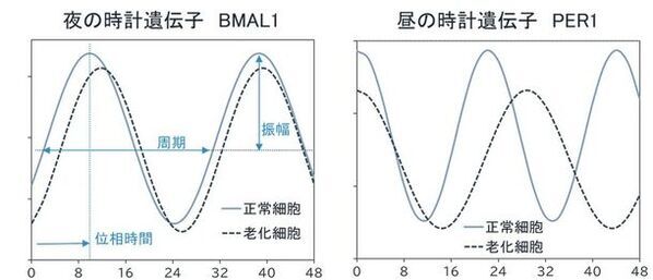 「復活草」「茉莉花」「時計草」に夜間に高まる肌の回復を促す効果を発見