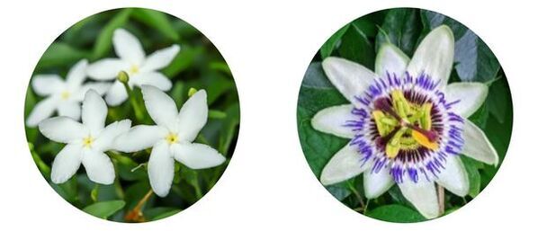 「復活草」「茉莉花」「時計草」に夜間に高まる肌の回復を促す効果を発見