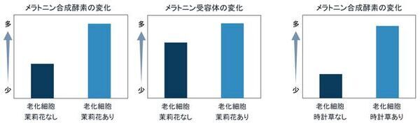 「復活草」「茉莉花」「時計草」に夜間に高まる肌の回復を促す効果を発見