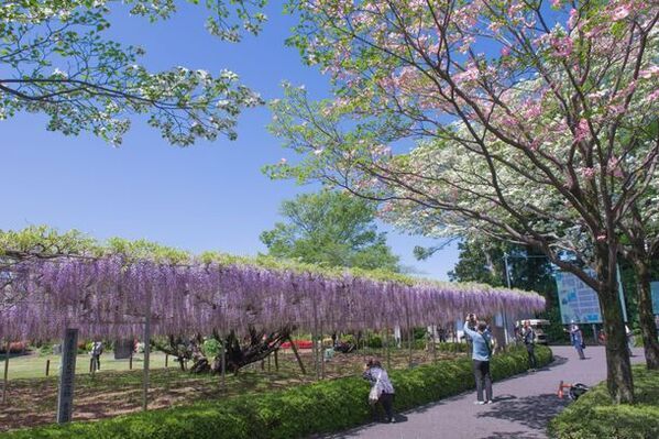 〈『青葉園』埼玉県天然記念物　樹齢700年の大藤〉～3日間限定でライトアップイベントを開催(入園無料)～