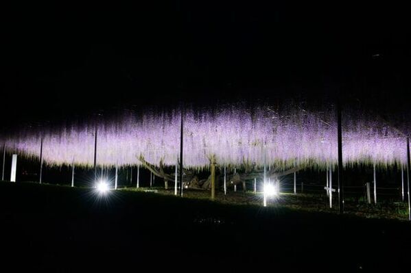 〈『青葉園』埼玉県天然記念物　樹齢700年の大藤〉～3日間限定でライトアップイベントを開催(入園無料)～