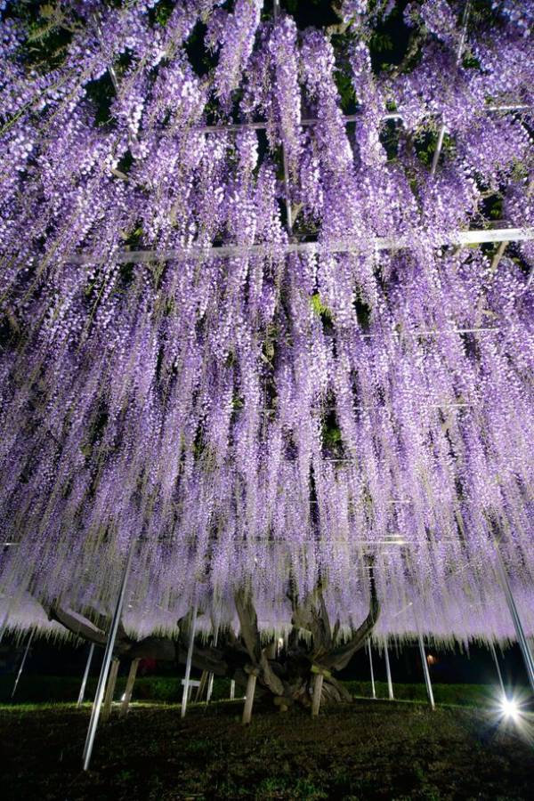 〈『青葉園』埼玉県天然記念物　樹齢700年の大藤〉～3日間限定でライトアップイベントを開催(入園無料)～