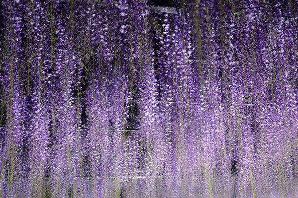 〈『青葉園』埼玉県天然記念物　樹齢700年の大藤〉～3日間限定でライトアップイベントを開催(入園無料)～