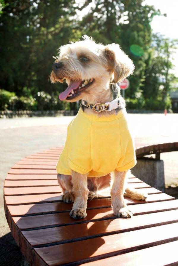 犬服ブランドSPIRAL-style こだわりの「日本製無地Tシャツ」発売後1ヵ月半で販売枚数1,000枚突破！