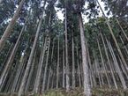 日本を代表する伝統的林業地「吉野」初！大和協が「スギ・ヒノキ」のCO2吸収力をJ-クレジットとして販売