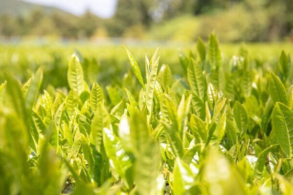 静岡・驚き！6kgを超える巨大抹茶大福付のデラックスパフェが4/10から登場　たまご専門店「TAMAGOYA」で丹那茶を使用した抹茶スイーツを堪能