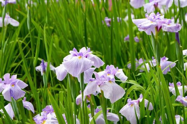 千葉県佐倉市の日帰り天然温泉『澄流』がゴールデンウィーク特別イベントを開催