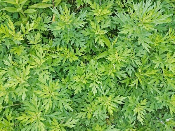 千葉県佐倉市の日帰り天然温泉『澄流』がゴールデンウィーク特別イベントを開催