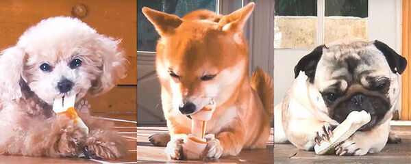 愛犬のこころ・もっと探求プロジェクト開始！現代犬がストレスなく幸せに暮らすために必要なことは？