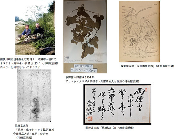 六甲高山植物園『牧野の足あと ～博士と関西の仲間たち～』～8月18日(日)まで好評開催中牧野博士と関西の仲間たちがカラー画像でよみがえる！