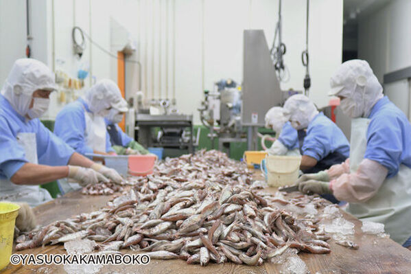 『ゴジラxコング 新たなる帝国』公開記念限定版じゃこ天　2024年4月19日(金)から期間限定発売決定！