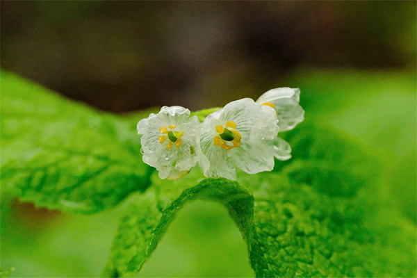 六甲高山植物園 雨に濡れると透ける花「サンカヨウ」が開花しました！