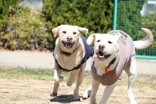 【国際盲導犬の日】四天王寺大学で盲導犬ボランティアの交流イベント「ボランティアデイ」を実施しました！