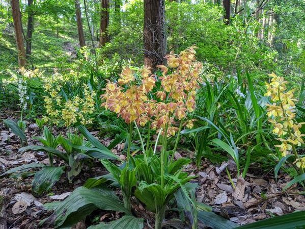 東京・町田市で春をより楽しめるイベントを開催　こころ動く体験を楽しもう！