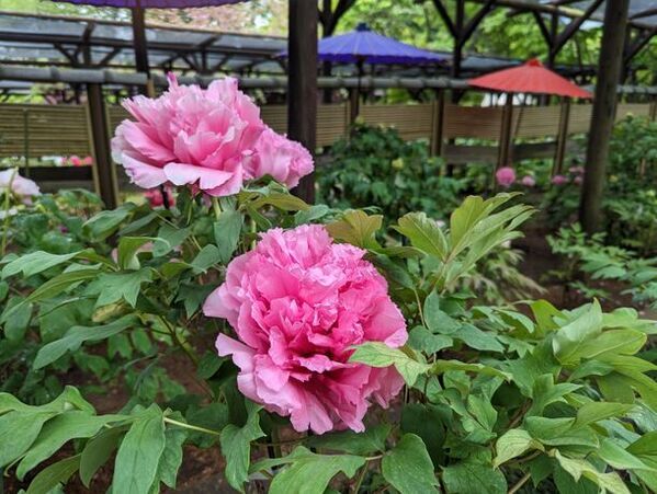 東京・町田市で春をより楽しめるイベントを開催　こころ動く体験を楽しもう！